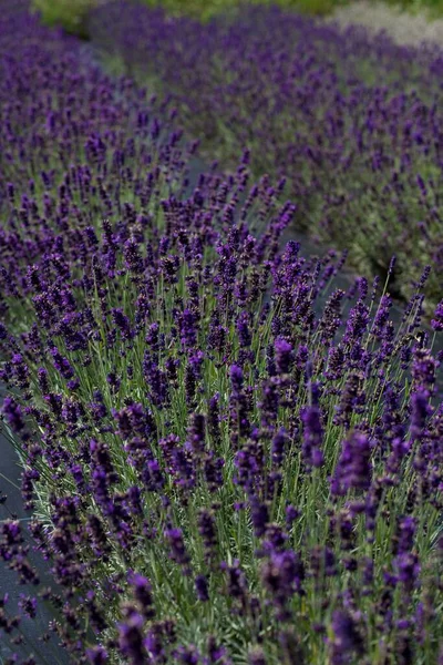 英国肯特县一个芳香薰衣草场的垂直特写镜头 — 图库照片