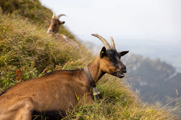 Dos Cabras Montaña Con Collar Campana Una Montaña Cubierta Hierba —  Fotos de Stock