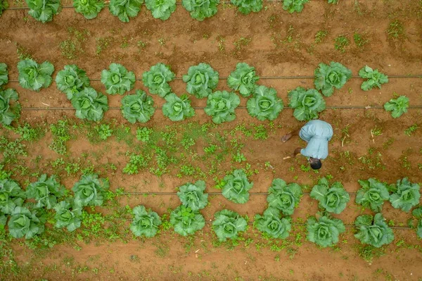 野菜の庭でキャベツを収穫する男の空中ショット — ストック写真