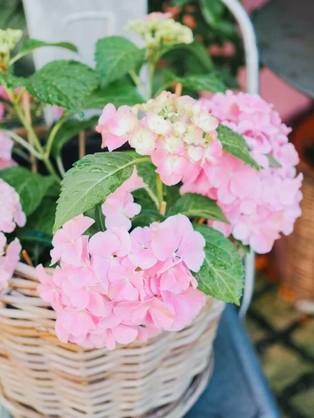 Vertical Closeup Pink French Hydrangea Flowers Green Leaves Basket — Stock Photo, Image
