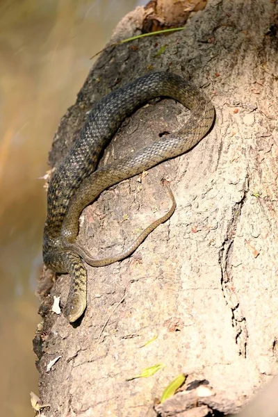 Primo Piano Serpente Marrone Nero Seduto Sul Legno Secco Sull — Foto Stock