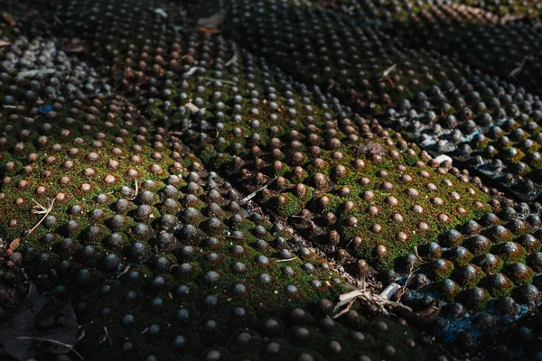 Texture Walkway Full Moss — Stock Photo, Image