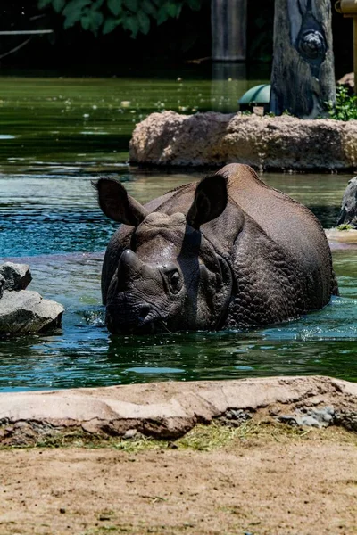 Pionowy Strzał Indyjskiego Nosorożca Rhinoceros Unicornis Wodzie — Zdjęcie stockowe