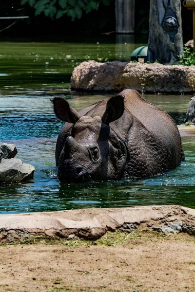 水の中のインドのサイ サイのユニコーニス の垂直ショット — ストック写真