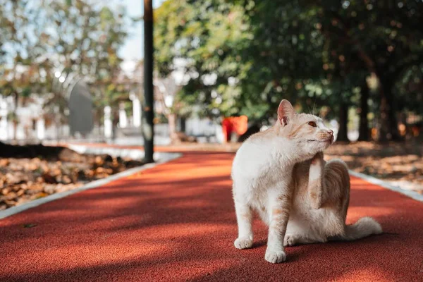Selective Focus Shot Street Cat Park Sunny Day — Stock Photo, Image
