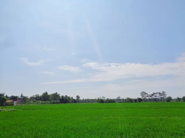 Gündüz Pirinç Tarlalarında Mavi Gökyüzü — Stok fotoğraf