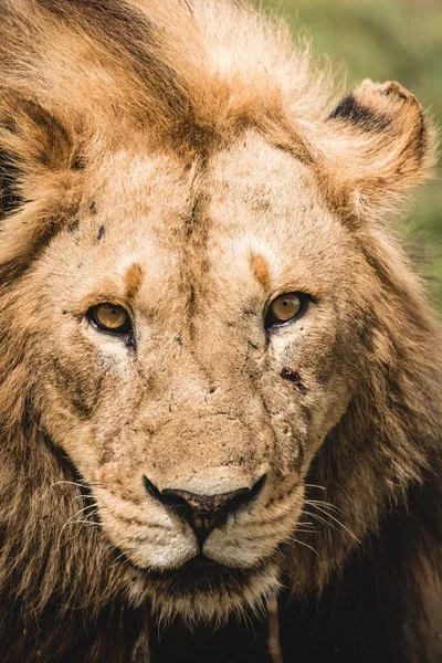 Вертикальный Снимок Льва Острыми Глазами Пушистой Гривой Выглядит Серьезным — стоковое фото