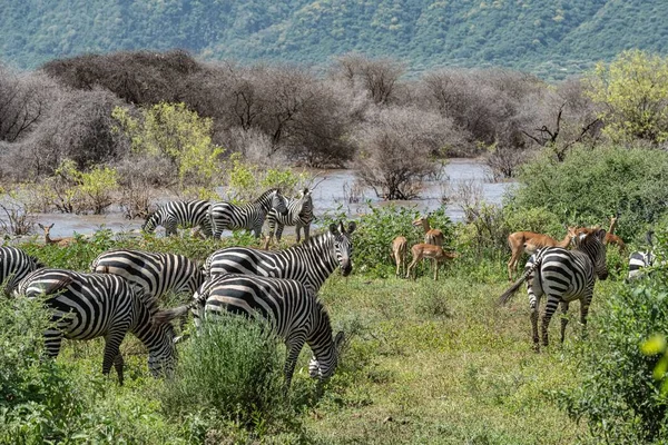 Tanzania Lake Manyara National Park — Stock Photo, Image