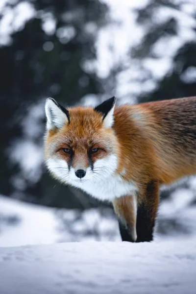 Nahaufnahme Eines Fuchses Schnee — Stockfoto