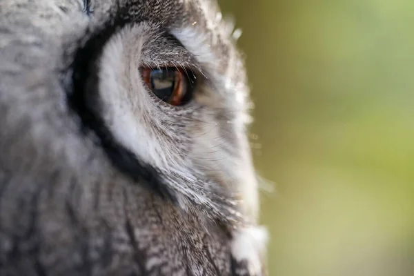 背景に緑のぼやけた目で大きな目で灰色のフクロウの頭のクローズアップショット — ストック写真