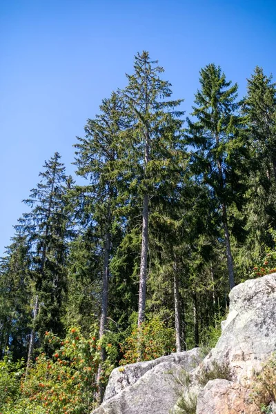 Nízký Úhel Záběru Zelených Stromů Proti Modré Obloze Černém Lese — Stock fotografie