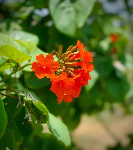 Ein Vertikaler Schuss Blühender Royal Poinciana Blumen — Stockfoto