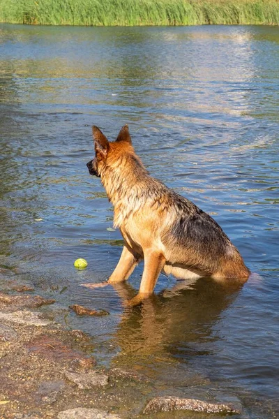 Purebred German Shepherd Dog Training Swim Thrown Ball Bring Water — Stock Photo, Image
