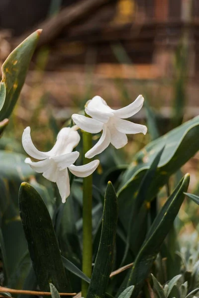 Foyer Peu Profond Jacinthe Blanche Hyacinthus Orientalis Fleurs Dans Jardin — Photo