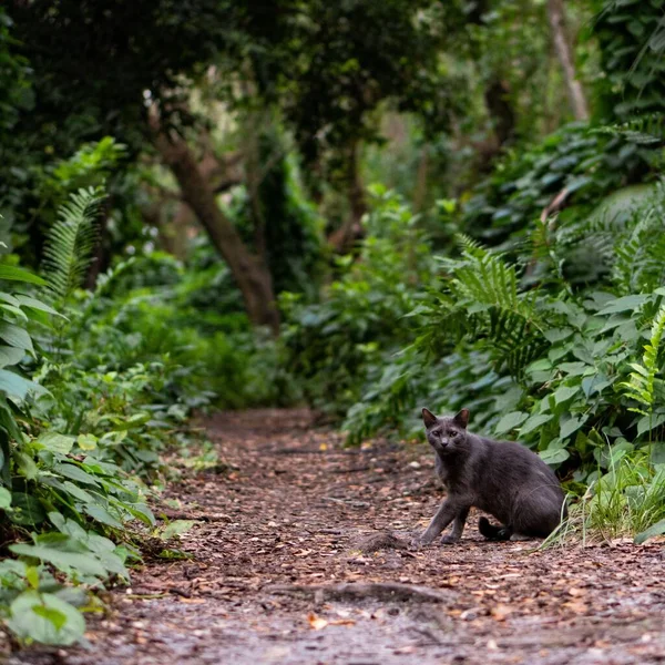 Een Uitzicht Van Een Zwarte Kat Zittend Grond Tegen Groene — Stockfoto