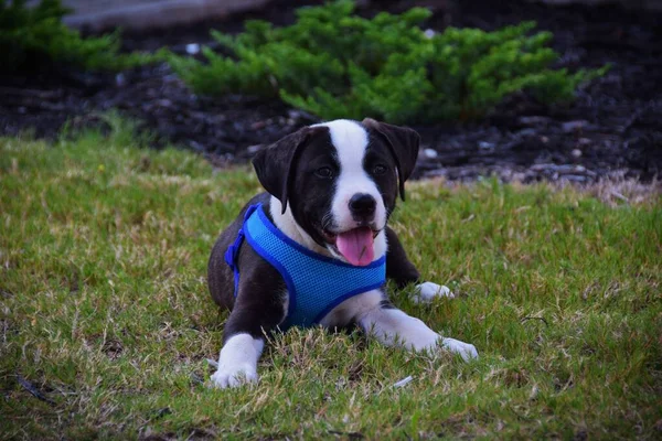 Chiot Américain Mignon Staffordshire Terrier Couché Sur Herbe — Photo