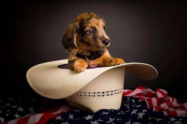 Muito Bonito Retratos Estúdio Alta Definição Dachs — Fotografia de Stock