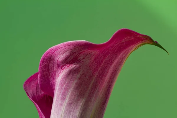 Primo Piano Del Fiore Una Calla Viola Zantedeschia Sfondo Verde — Foto Stock