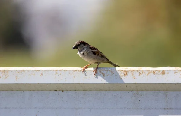 Bir Serçesinin Yakın Çekimi Passer Domesticus — Stok fotoğraf