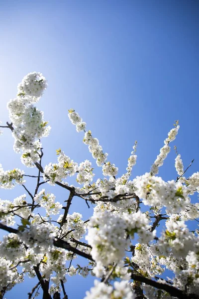 Pionowe Wybiórcze Ujęcie Ostrości Białego Kwiatu Wiśni Sakura Rosnącego Bezchmurnym — Zdjęcie stockowe