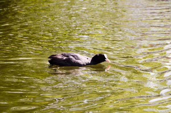 Ente Schwimmt Einem Grünen Fluss — Stockfoto