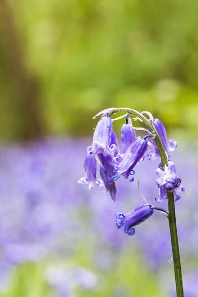 Een Verticale Close Van Common Bluebell Een Wazige Achtergrond — Stockfoto