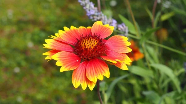 A closeup shot of gaillardia (blanket flower)