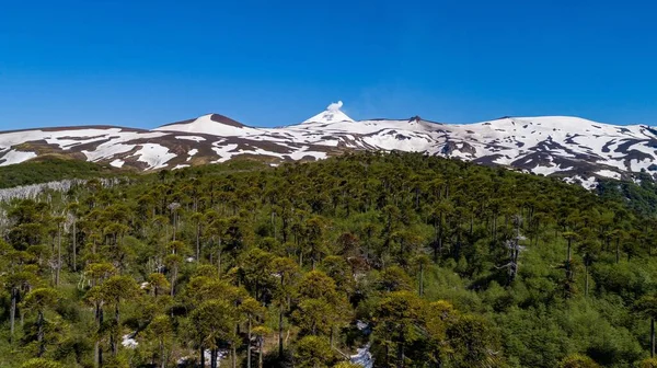 Μια Ψηλή Χιονισμένη Οροσειρά Κοντά Στο Δάσος Μια Μέρα Χωρίς — Φωτογραφία Αρχείου