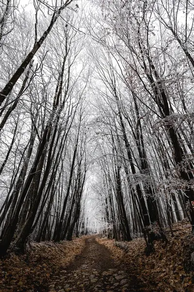 Uma Trilha Meio Uma Floresta — Fotografia de Stock