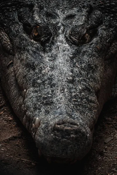 Крупный План Головы Крокодила — стоковое фото
