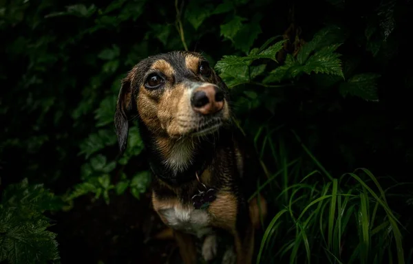 Portrait Wet Jack Russell Terrier Green Nature — Stock Photo, Image
