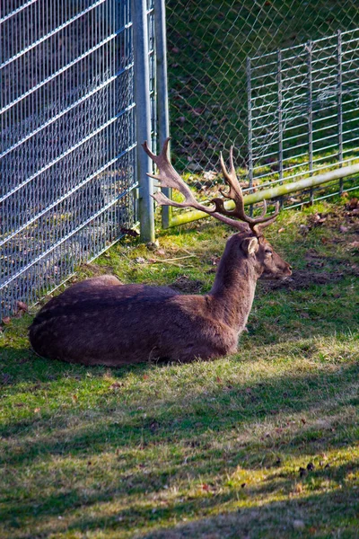 Close Veado Fallow Deitado Descansando Sob Uma Árvore — Fotografia de Stock