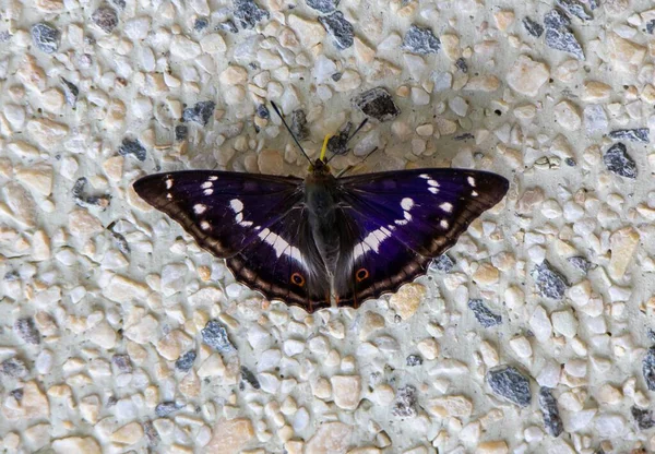 Ένα Κοντινό Πλάνο Μια Πεταλούδα Apatura Iris Στον Τοίχο Μωβ — Φωτογραφία Αρχείου