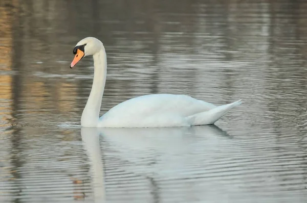 Edle Weiße Schwäne Der Wasseroberfläche — Stockfoto