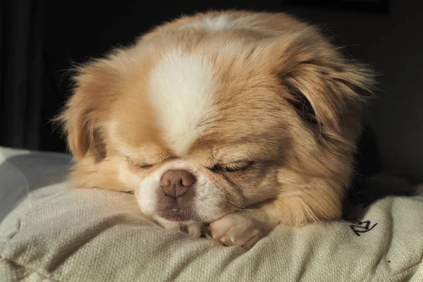 Closeup Adorable Japanese Chin Dog Sleeping Fluffy Pillow — Stock Photo, Image