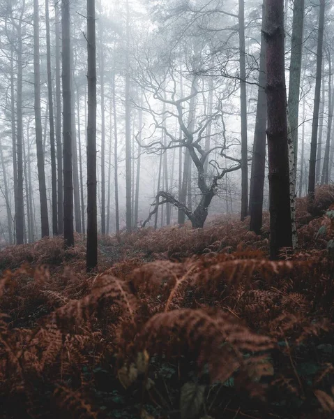 Вертикальний Знімок Осінніх Дерев Туманному Лісі — стокове фото