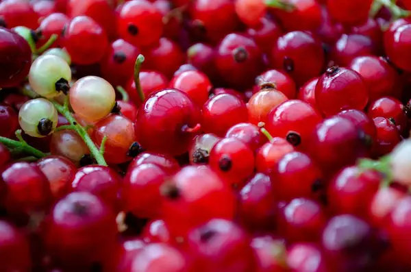 Bacche Ribes Rosso Con Steli Una Varietà Colori — Foto Stock