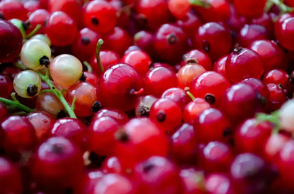 Bayas Grosella Roja Con Tallos Una Variedad Colores — Foto de Stock