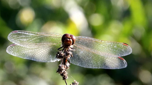 Macro Dragonfly Plant — Photo