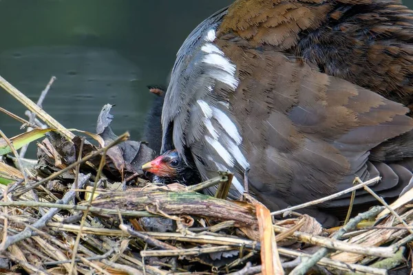Ein Vogelbaby Unter Der Mutter Nest Fluss — Stockfoto