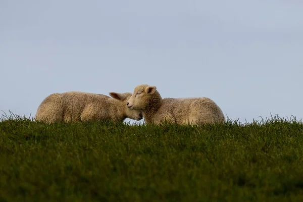 Ein Paar Süße Kleine Lämmer Die Zusammen Auf Einem Feld — Stockfoto