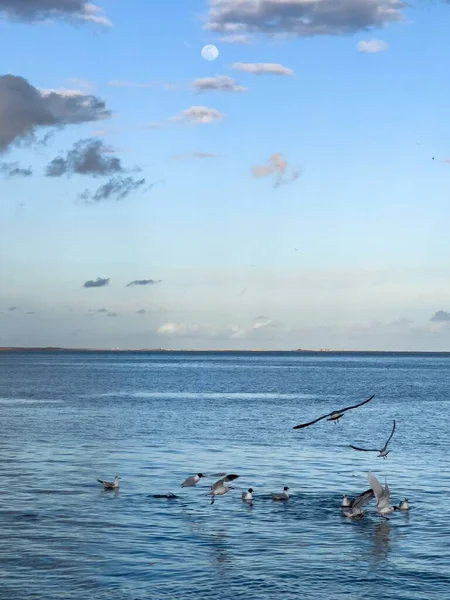 Flock Seagull Birds Fly Sea — Foto de Stock