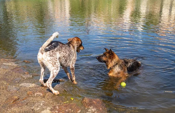 純血種のドイツの羊飼いの犬は川の水に別の犬とキャッチ再生されます — ストック写真