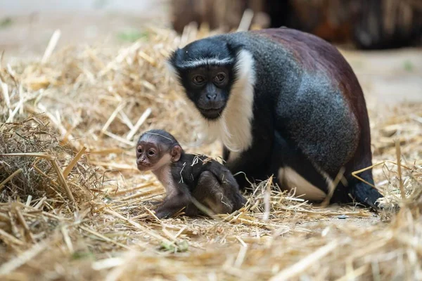 Gros Plan Bébé Singe Avec Son Parent Sur Herbe Sèche — Photo