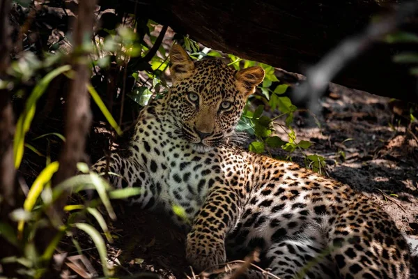 Cachorro Leopardo Parque Nacional Kruger Noreste Sudáfrica —  Fotos de Stock