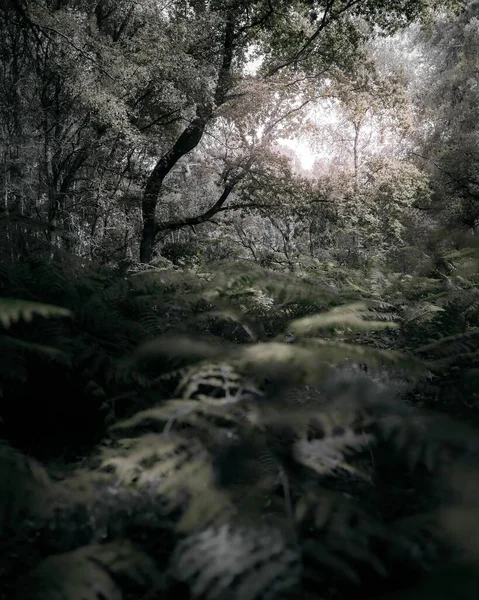 森の中の鬱蒼とした木々の垂直ショット — ストック写真
