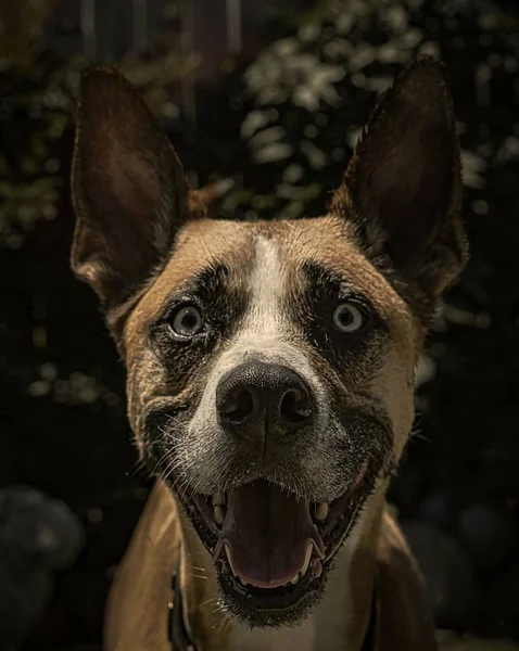Eine Lustige Nahaufnahme Eines Malinois Hundes Mit Offenem Maul Und — Stockfoto