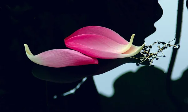 Pétalas Lótus Rosa Superfície Lago — Fotografia de Stock