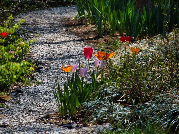 Színes Tulipánok Parkban Spring Hill Kansas — Stock Fotó