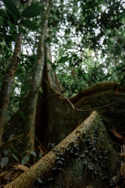 Tiro Ângulo Baixo Ficus Aurea Florida Strangler Fig Uma Floresta — Fotografia de Stock